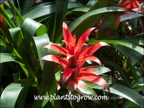 a deep red to red-orange Guzmania